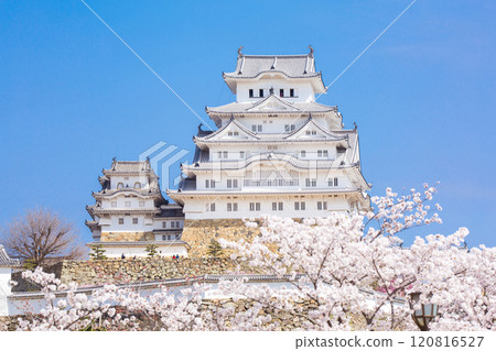 姬路城春天櫻花 120816527