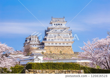 姬路城春天櫻花 120816528