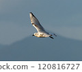 Black-headed gulls flying over the Higashiyoka tidal flats 120816727