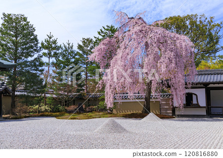 垂枝櫻花盛開的高台寺 120816880