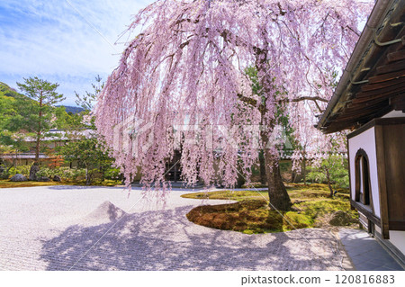 Kodaiji Temple with weeping cherry blossoms in full bloom Kodaiji Temple with weeping cherry blossoms in full bloom 120816883