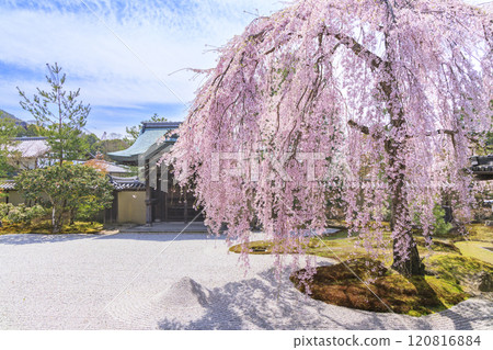 垂枝櫻花盛開的高台寺 120816884