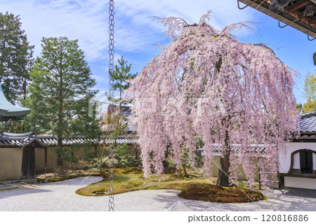 Kodaiji Temple with weeping cherry blossoms in full bloom Kodaiji Temple with weeping cherry blossoms in full bloom 120816886