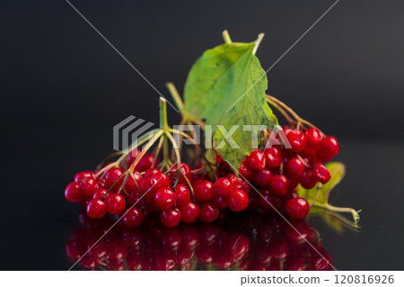 branch of ripe red viburnum, isolated on black background 120816926