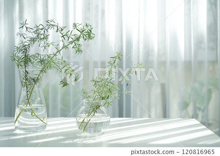Westringia leaves twig in glass vase on white table minimal interior 120816965