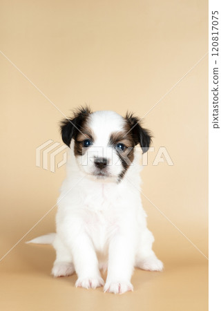 small Papillon puppy isolated on beige background 120817075