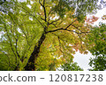 The beginning of autumn leaves 120817238