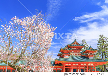 Cherry blossoms in full bloom at Heian Shrine 120817399
