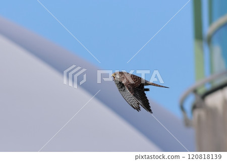 Kestrel,一邊飛行一邊捕捉獵物的鷹 Kestrel,一邊飛行一邊捕捉獵物的鷹 120818139