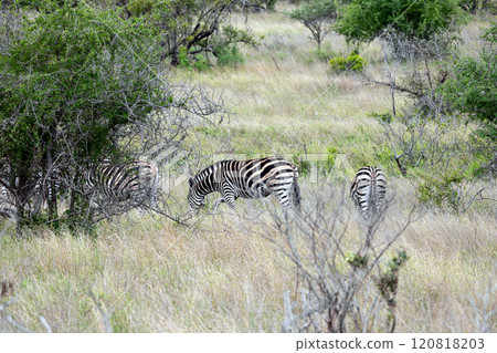 Safari, African zebras walks grazing among green trees and bushes in savannah 120818203