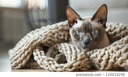 A shorthair cat with blue eyes resting in cozy knitted blanket. Heating season. Home comfort for pet 120818240