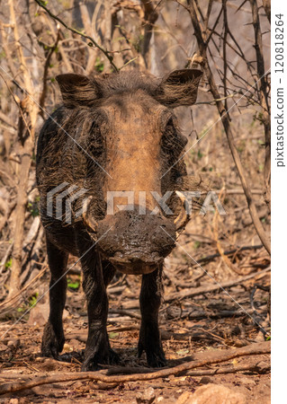 Mud Covered Warthog Looking at the Camera in Kruger National Park, South Africa 120818264