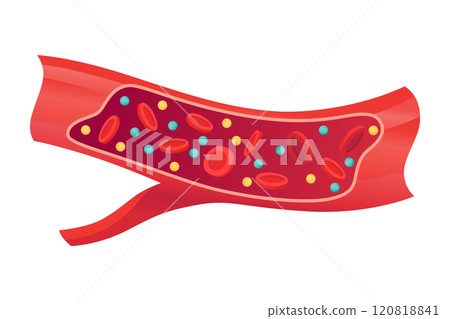 Type of cholesterol in human blood vessels. Normal artery for explanation disease. High-Density Lipoprotein HDL . Vector illustration Type of cholesterol in human blood vessels. Normal artery for explanation disease. High-Density Lipoprotein HDL . Vector illustration 120818841