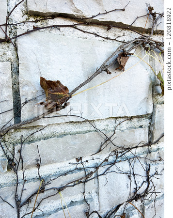 Stone wall and dead leaves Stone wall and dead leaves 120818922