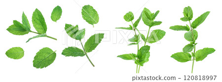 fresh green mint leaves isolated on white background, top view. Flat lay 120818997