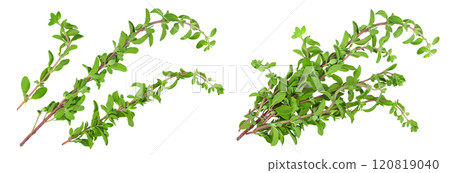 Oregano or marjoram leaves isolated on white background with full depth of field. Top view. Flat lay Oregano or marjoram leaves isolated on white background with full depth of field. Top view. Flat lay 120819040
