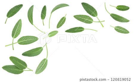fresh sage herb isolated on white background with full depth of field, Top view with copy space for your text. Flat lay 120819052