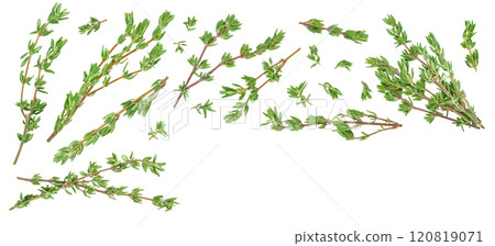 fresh thyme isolated on a white background with full depth of field, Top view with copy space for your text. Flat lay 120819071