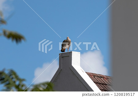 Egyptian Nile goose stands on the roof of a building like a living weather vane 120819517