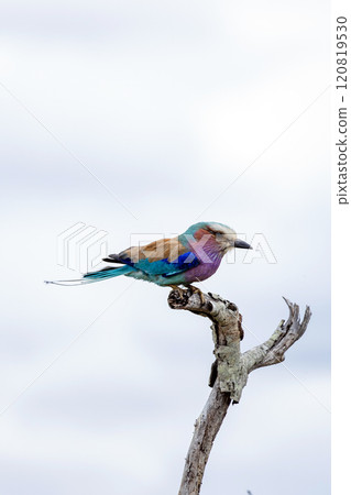 Side view of European roller, colorful bird on dry branch 120819530