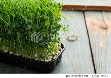 Organic microgreen pea photography . Healthy food . Top view 120819847