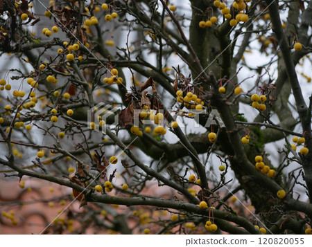 Yellow Hawthorn Crataegus frozen in winter. Berries covered with frost and snow. Garden trees care concept 120820055