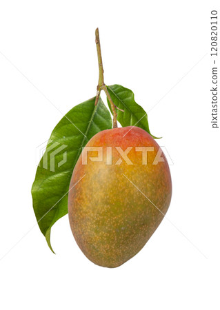 mango fruit isolated on white background with clipping path and full depth of field 120820110