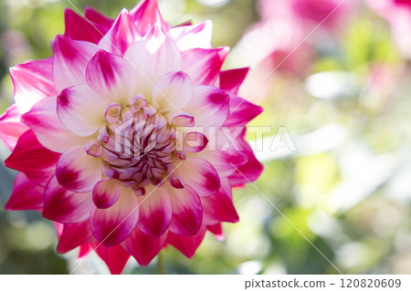 紫白層次突出的大麗花（品種：美星） 120820609