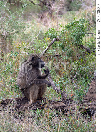 Monkey sits on a log and chews grass, side view. Chacma baboon in Kruger park 120820629