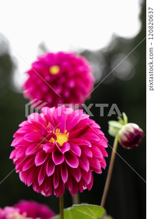 山中盛開的深粉紅色大麗花（品種：Soshien） 120820637