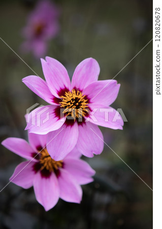 漂亮的紫色大麗花（品種：秋櫻） 120820678