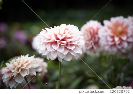 Autumn-colored dahlia (variety: Autumn Snow) Autumn-colored dahlia (variety: Autumn Snow) 120820702