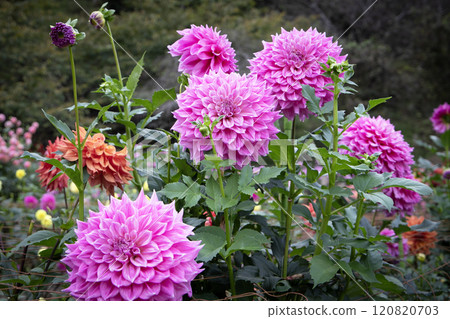 華麗的大紫色大麗花 120820703