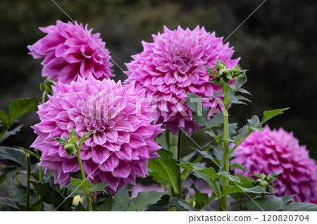 華麗的大紫色大麗花 120820704