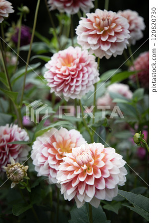 秋色漸層大麗花(品種:秋雪) 秋色漸層大麗花(品種:秋雪) 120820730