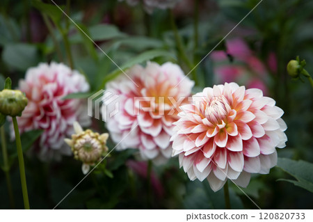 Autumn-colored dahlia (variety: Autumn Snow) 120820733