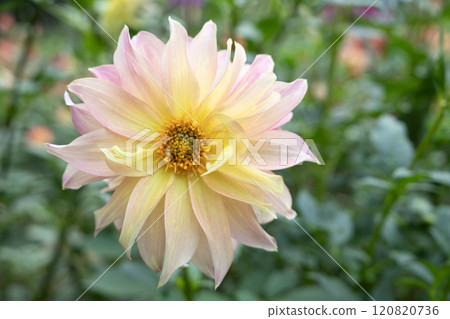 淡粉紅色和黃色漸層的大麗花 淡粉紅色和黃色漸層的大麗花 120820736