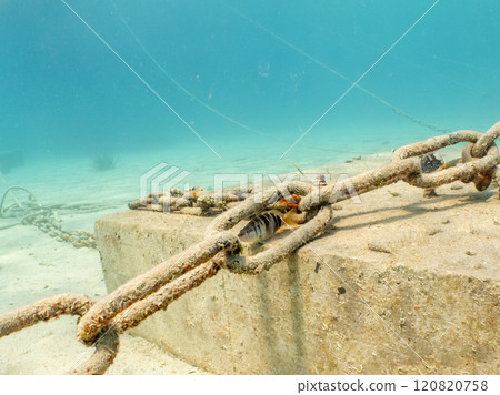 Anchor chain on the bottom of the Adriatic Sea near Losinj, Croatia 120820758
