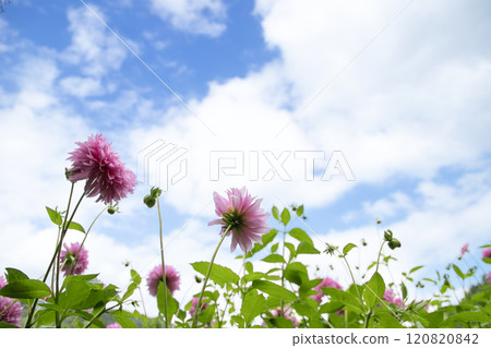 藍天盛開的粉紅色大麗花（品種：Tsuyahime） 120820842