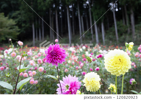 Dahlia flower field in the mountains (variety: Showa Komachi, Yellow Sunshine) 120820923