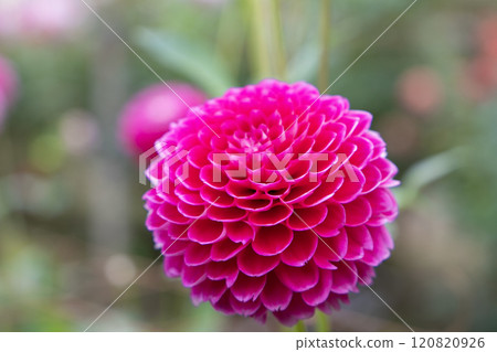 Bright pink dahlia (variety: E-nikki) Bright pink dahlia (variety: E-nikki) 120820926