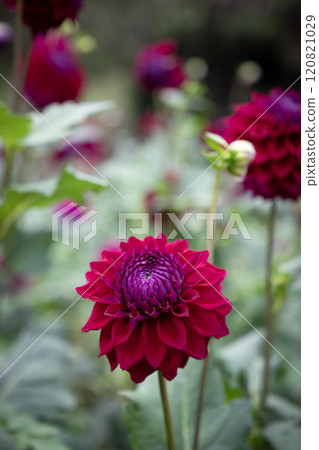 盛開的深紅色大麗花(品種:織姬) 盛開的深紅色大麗花(品種:織姬) 120821029