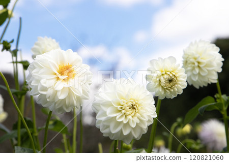 藍天映襯下綻放的純白色大麗花（品種：Yuki-chan） 120821060