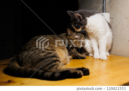 Two affectionate cats, a tabby and a gray-and-white feline, enjoying a tender grooming moment 120821551