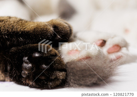 A close-up shot of cat paws, a tabby and a white one, gently touching. 120821770