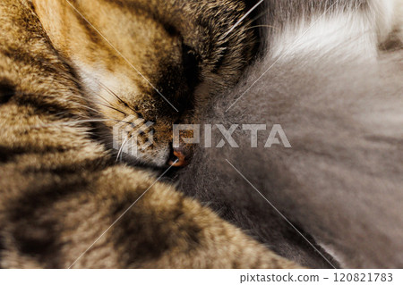 An intimate close-up of a cats nose and fur, highlighting intricate textures and soft whiskers An intimate close-up of a cats nose and fur, highlighting intricate textures and soft whiskers 120821783