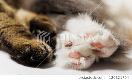 A close-up shot of cat paws, a tabby and a white one, gently touching. 120821794