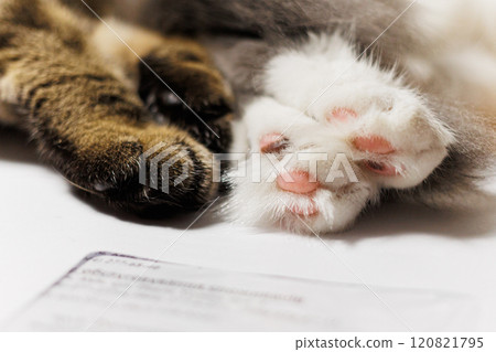 A close-up shot of cat paws, a tabby and a white one, gently touching. 120821795