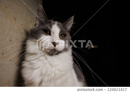 A serene portrait of a gray and white cat lounging on a wooden surface A serene portrait of a gray and white cat lounging on a wooden surface 120821817