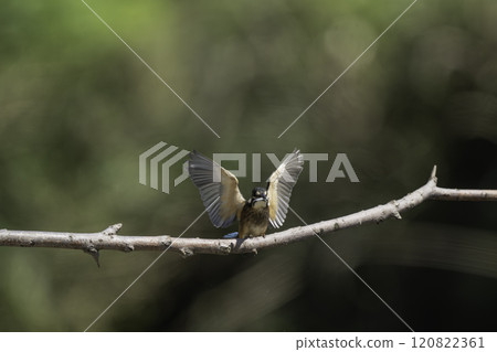 翠鳥捕獲一條小魚並棲息在樹枝上。 120822361